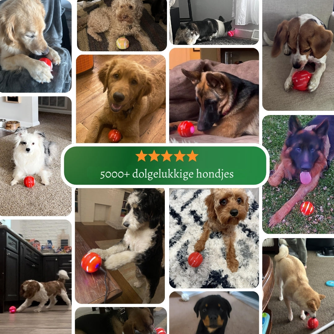 PlayBuddy Ball – De interactieve speelbal die je hond écht nodig heeft
