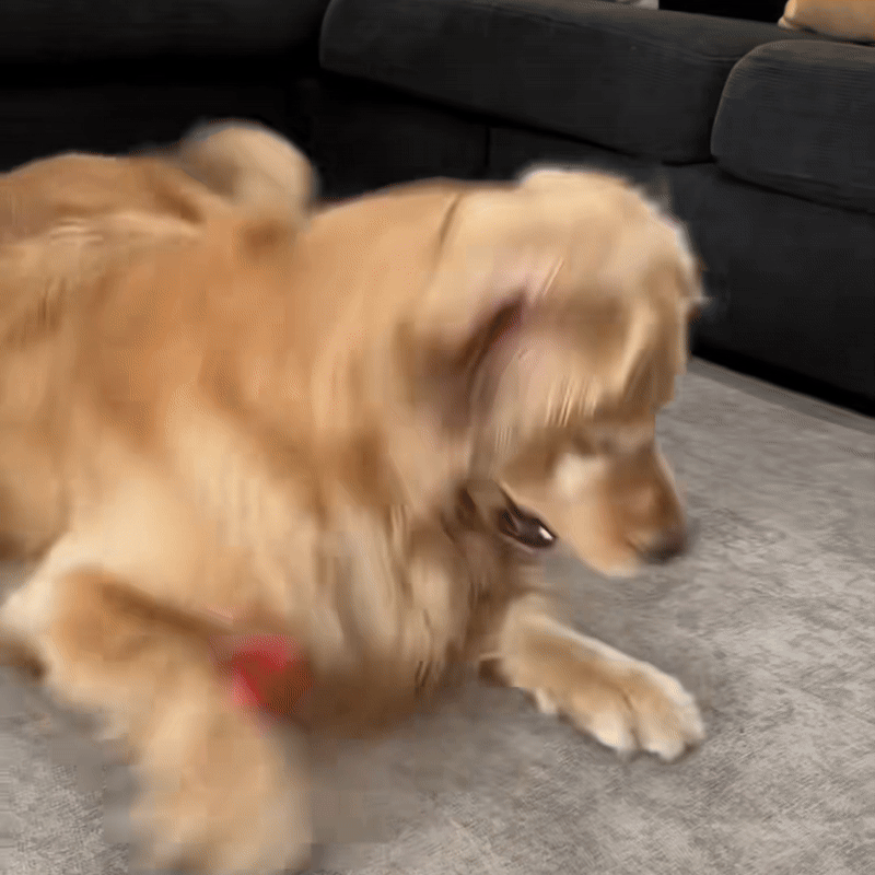 PlayBuddy Ball – De interactieve speelbal die je hond écht nodig heeft